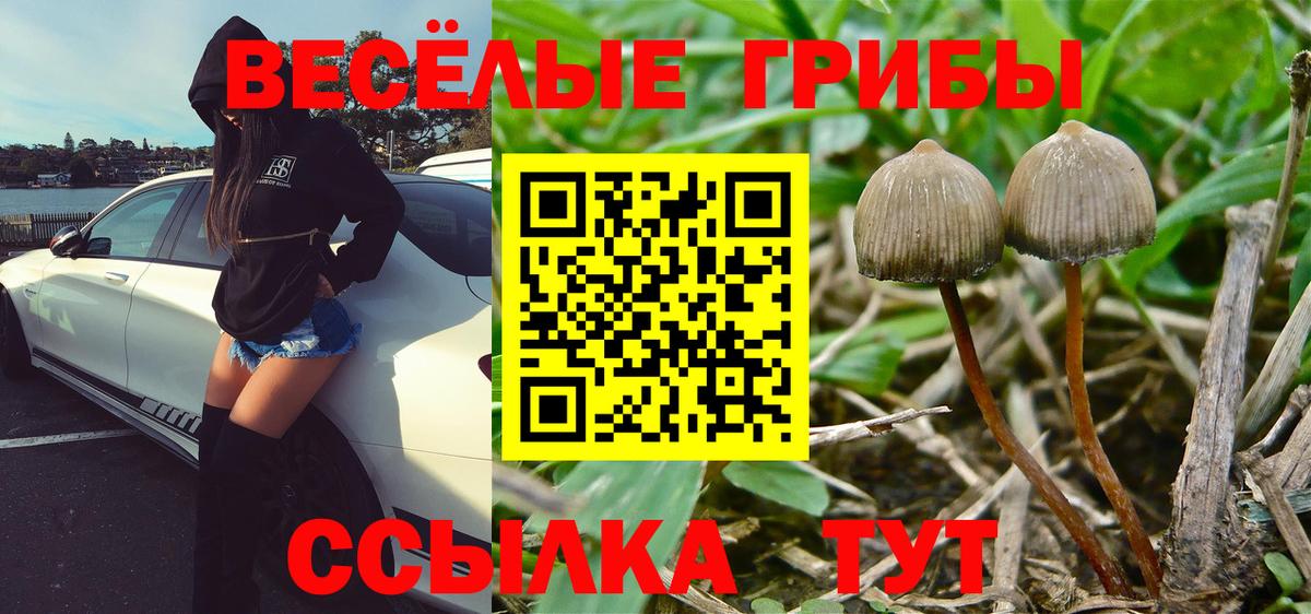 Галлюциногенные грибы Psilocybe Видное